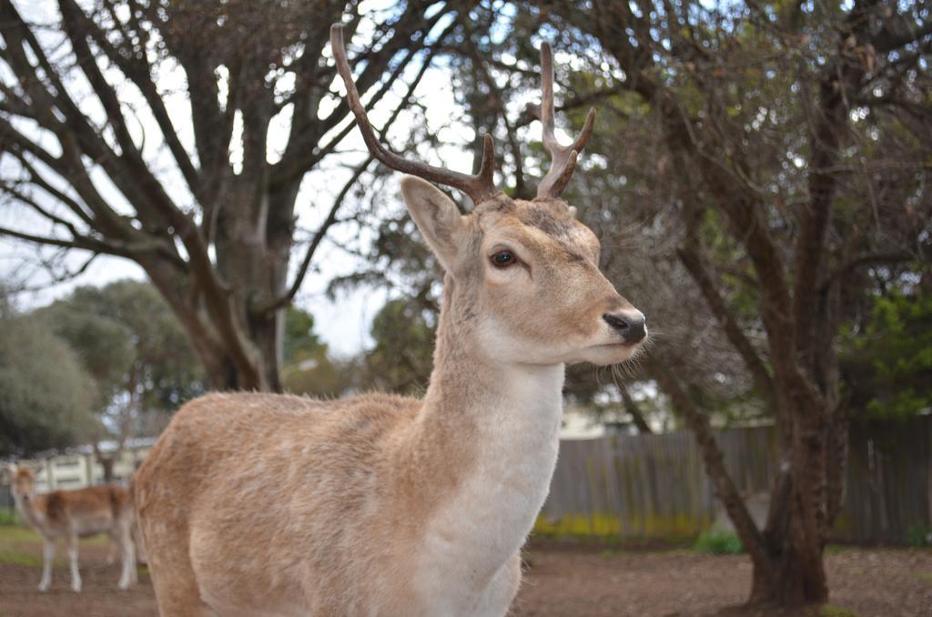 Deer Park Motor Inn Armidale Bagian luar foto