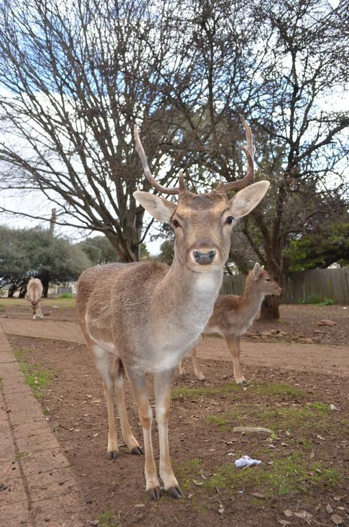 Deer Park Motor Inn Armidale Bagian luar foto