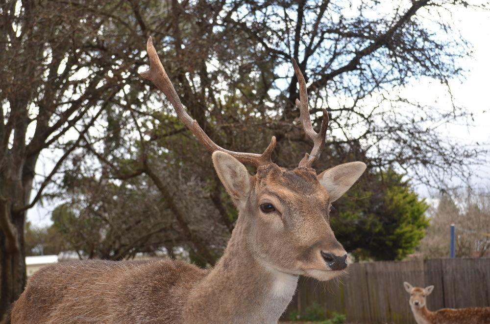 Deer Park Motor Inn Armidale Bagian luar foto