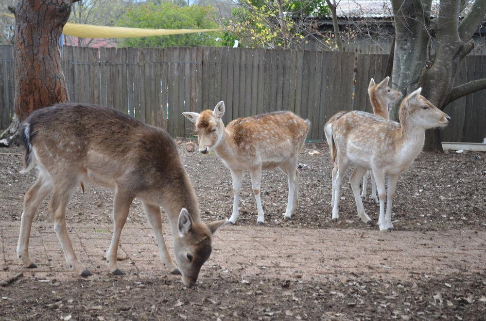 Deer Park Motor Inn Armidale Bagian luar foto