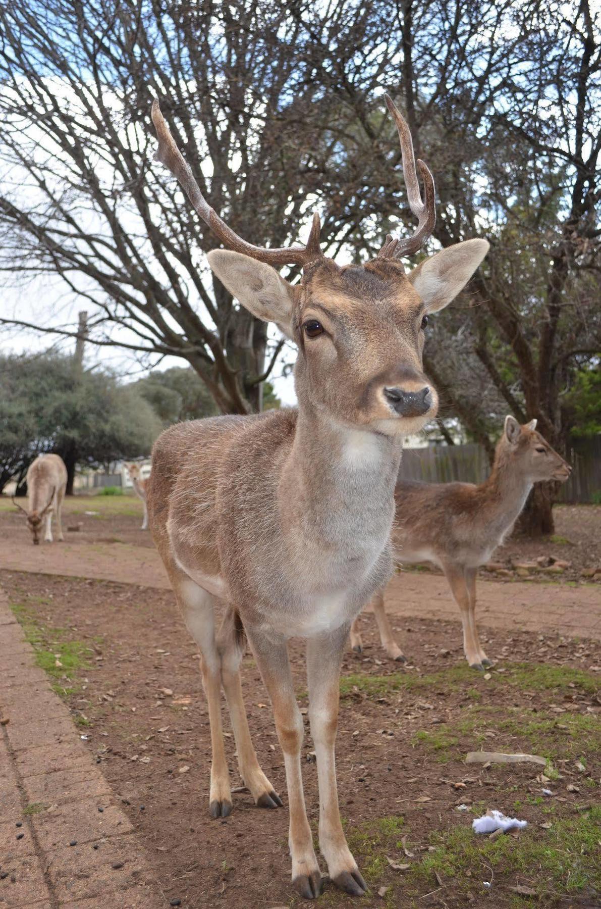 Deer Park Motor Inn Armidale Bagian luar foto